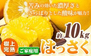 樹上完熟 ご家庭用 訳あり はっさく 八朔 みかん 10kg ＋250g (傷み補償分) 池田鹿蔵農園 @日高町《4月上旬-5月下旬頃出荷》和歌山県 日高町 送料無料 はっさくみかん 家庭用 光センサー選別 訳あり八朔 訳ありはっさく【配送不可地域あり】---wsh_idn346_4j5m_25_19000_10kg---