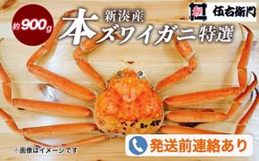 【伍右衛門】[特選]新湊産本ズワイガニ約900g｜海の幸 海鮮 お祝い 集まり メニュー 冬の味覚 茹でたて 新鮮 国産 富山県産 ※2026年11月～発送 ※発送まで1か月以上かかる場合があります。