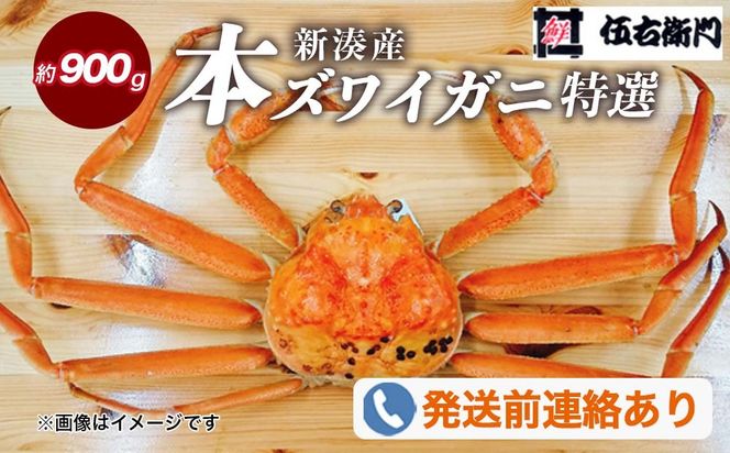 【伍右衛門】[特選]新湊産本ズワイガニ約900g｜海の幸 海鮮 お祝い 集まり メニュー 冬の味覚 茹でたて 新鮮 国産 富山県産 ※2026年11月～発送 ※発送まで1か月以上かかる場合があります。