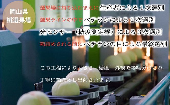 桃 2026年 先行予約 岡山 白桃 ロイヤル 4～8玉 約1.2kg JA おかやま のもも（早生種・中生種） もも モモ 岡山県産 国産 フルーツ 果物 ギフト 甘い 美味しい 産地直送 贈り物 高糖度 