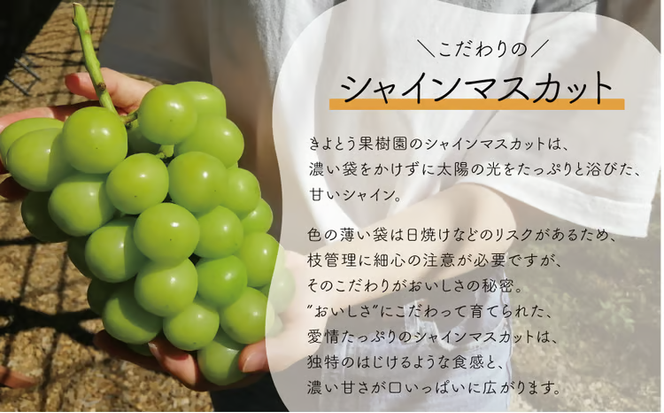 【2026年先行予約】食べ切サイズ シャインマスカット 中２房/計1.0kg~ (岡山県産) 【KF-B078-03】