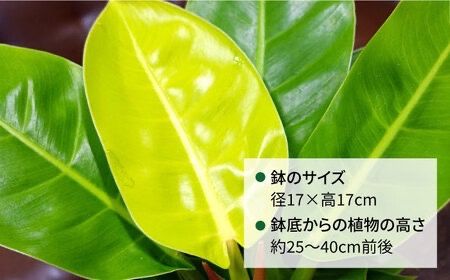 鮮やかなイエローグリーンが美しい『 フィロデンドロン ・ インペリアル ゴールド 』 糸島市 / cocoha 観葉植物 [AWB031]