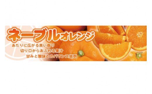 ネーブル 7kg サイズおまかせ　/ ネーブル オレンジ ネーブルオレンジ 蜜柑 みかん 柑橘 果物 フルーツ 紀伊国屋文左衛門本舗 ※2027年1月中旬～2月上旬頃順次発送予定(お届け日指定不可)　 【kmtb028-r-7A】