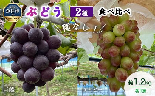 【早期予約】2種食べ比べ（巨峰・コトピー）約1.2kg｜フルーツ 果物 ブドウ　※北海道・沖縄・離島への配送不可　※2026年9月～発送