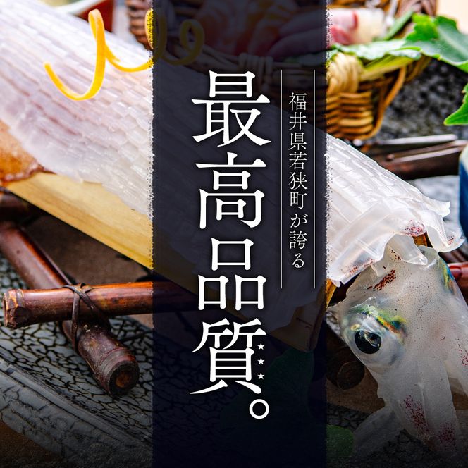 期間限定 剣先イカ 3～6杯 セット 詰め合わせ スミ抜き 冷凍 白イカ イカ 烏賊 いか 魚介 魚介類 海鮮 海鮮セット 限定 福井 福井県 若狭町