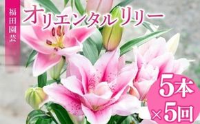 定期便5回 ユリ オリエンタルリリー 5本 花 切り花 プレゼント 贈り物 ギフト 誕生日 記念日 つぼみ 大輪 ピンク 白 香り 優雅 華麗 ブーケ フラワーアレンジメント 観賞用 インテリア 季節の花 高級感 花束 生花 福田園芸 オリエンタルハイブリッド 安芸市 高知県