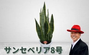 サンセベリア8号｜植物 観葉植物 グリーンインテリア 緑 ※離島への配送不可
