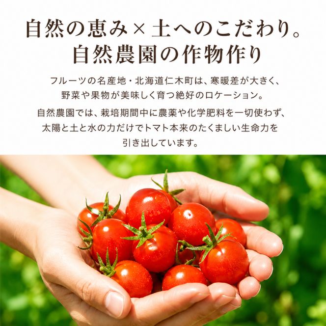 ミニトマト「キャロルポポ」1kg 栽培期間中 農薬・化学肥料不使用 北海道 仁木町 トマト ミニトマト 野菜 [自然農園]