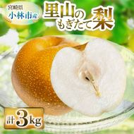 【産直もぎたて】里山のもぎたて梨 3kg程度（フルーツ 果物 くだもの 旬 梨 数量限定 期間限定）