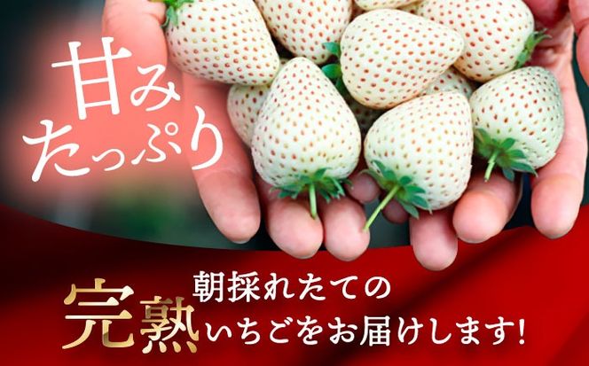 【先行予約】 ＼毎年1月より順次発送／ 白いちご　White Fairy 9粒 愛西市 / くぼ苺農園 【配達不可：北海道・沖縄・離島】[AECJ016]