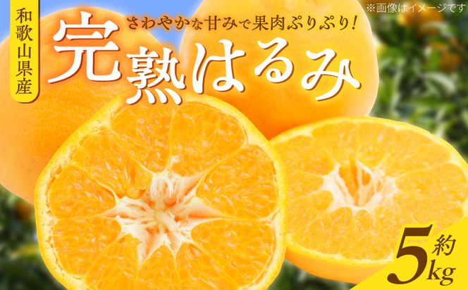 G7056_【2027年先行予約】果肉ぷりぷり! 完熟 はるみ 5kg