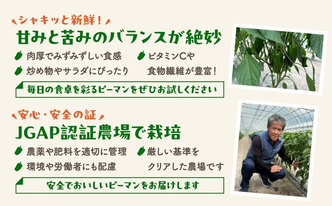 農家さん応援！ 【訳あり】 ピーマン 1kg 2kg 選べる内容量 JGAP取得 農家直送 福島県 田村市 株式会社Mファーム