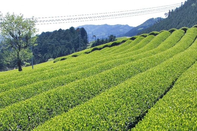 宇治ほうじ茶ティーバッグ 3ｇ×20個入×5袋　〈ほうじ茶 お茶 茶 宇治 ティーバッグ ティーパック 焙じ茶 上級 香り 飲料 加工食品〉 飲料類 