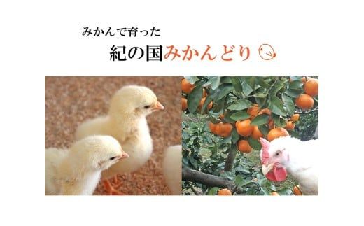 【紀の国みかんどり使用】鶏鍋2～3人前セット(A1118-1)