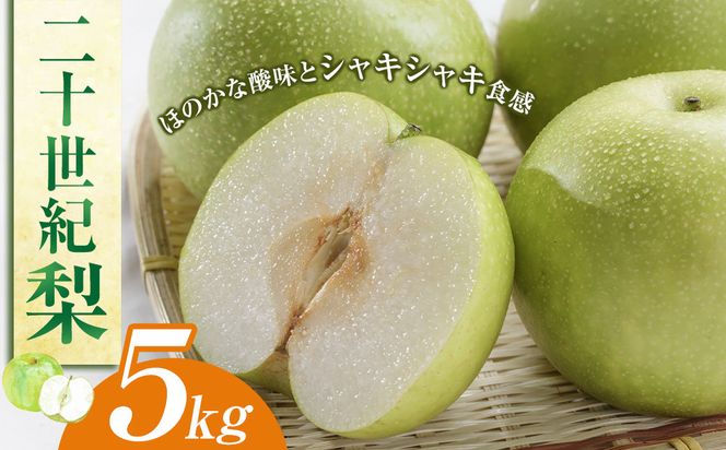 278.二十世紀梨　５ｋｇ（ＪＡ）　※2026年8月下旬～9月上旬頃に順次発送予定 313726_AT004
