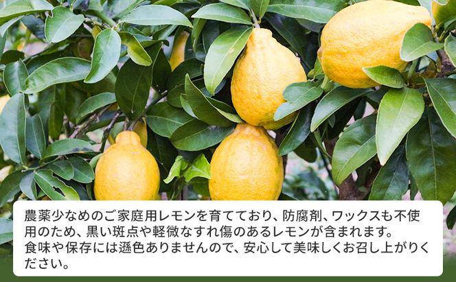 れもん 先行予約 璃の香 レモン イエロー ご家庭用 約4kg 檸檬 柑橘 国産  果汁 果物 フルーツ ゆめさきファーム 