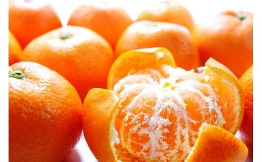 【先行予約・年明け配送】 令和8年1月から出荷開始 / 荒木一番みかん約10kg _1422R-2