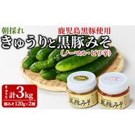 【0105905a】＜期間限定＞朝採れ！新鮮！きゅうり(3kg) と物産館おススメ黒豚みそ(計240g・120g×2種) セット キュウリ 採れたて 野菜 鹿児島黒豚 【東串良物産館ルピノンの里】