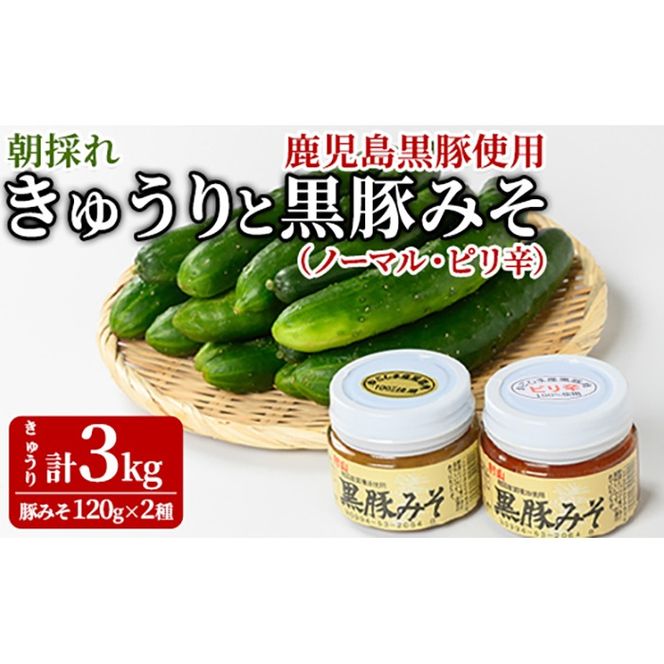 【0105905a】＜期間限定＞朝採れ！新鮮！きゅうり(3kg) と物産館おススメ黒豚みそ(計240g・120g×2種) セット キュウリ 採れたて 野菜 鹿児島黒豚 【東串良物産館ルピノンの里】