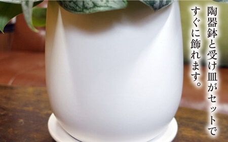 シルバーグリーンの斑模様が美しい『 スキンダプサス 』 糸島市  / cocoha 観葉植物 [AWB030] 観葉植物 グリーン 緑 インテリア 雑貨 暮らし 植物 室内 おしゃれ ギフト