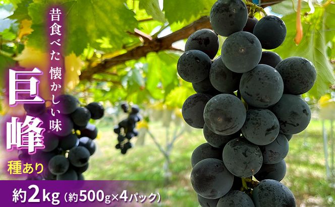 【2026年9月～発送】種あり巨峰 約2kg 安心安全 こだわりの栽培方法 除草剤不使用 栽培期間中 ネオニコチノイド系農薬不使用 化学合成肥料不使用 