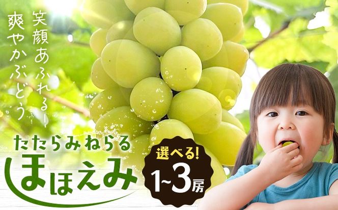 【先行予約】たたらみねらる ほほえみ 選べる 1房(約650g) 2-3房(約1.3kg) Ｙ＆Ｇ．ディストリビューター株式会社《2026年8月中旬-10月上旬頃出荷》岡山県 笠岡市 果物 フルーツ ブドウ お取り寄せフルーツ シャインマスカット の交配品種---Y-43---