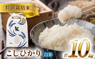 令和6年産　新米　愛知県産コシヒカリ　白米10kg　特別栽培米　ご飯　精米／戸典オペレーター[AECT021]