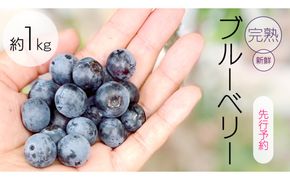 《 先行予約 》完熟 新鮮ブルーベリー 約1kg 【2026年6月上旬頃より発送開始】＜ 産地直送 ＞ ベリー 1kg 1キロ 甘い 甘酸っぱい 冷凍 大粒 おいしい 美味しい フルーツ 果物 くだもの おやつ 無農薬 農薬不使用 お取り寄せ お土産 贈り物 贈答 ギフト 国産 茨城 農園 [BK001us]
