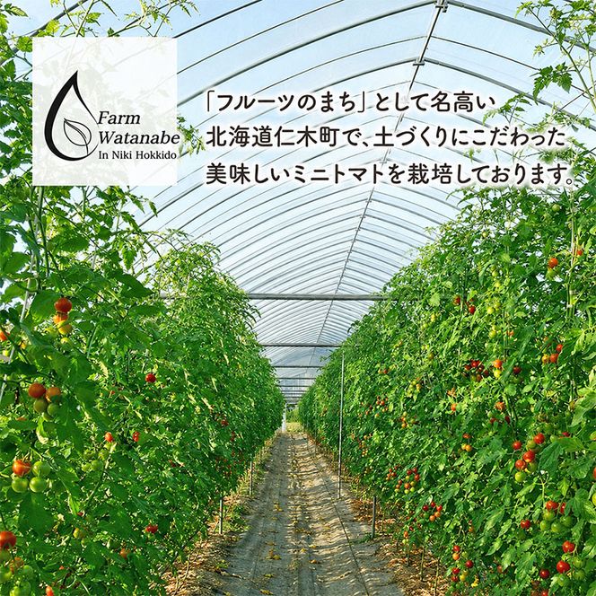 2026年発送 ミニトマト ジュース (北海道 仁木町産 ミニトマト[エコスイート]100％) 180ml×10本 無塩・無糖・保存料無添加【栽培期間中 農薬・化学肥料不使用 】 野菜飲料 [Farm Watanabe]