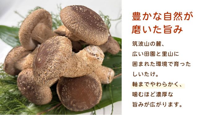 ＼選べる 内容量／ 産地直送！軸まで美味しい『軸王しいたけ』特大サイズ (約500g/約1kg) しいたけ 椎茸 シイタケ きのこ キノコ 野菜 軸が太い 軸まで食べられる 特大 肉厚 旨味 菌床 国産 ぷりぷり ステーキ 椎茸ステーキ 新鮮 BBQ バーベキュー バター焼き 網焼き きんぴら オイル漬け