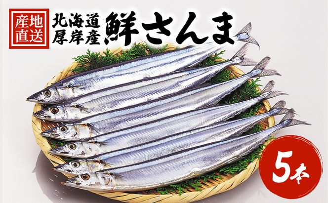 先行予約 産地直送 鮮度抜群 北海道 厚岸産 刺身用 鮮さんま 5本 サンマ 秋刀魚 さんま 鮮魚 魚介類 海産 生さんま
