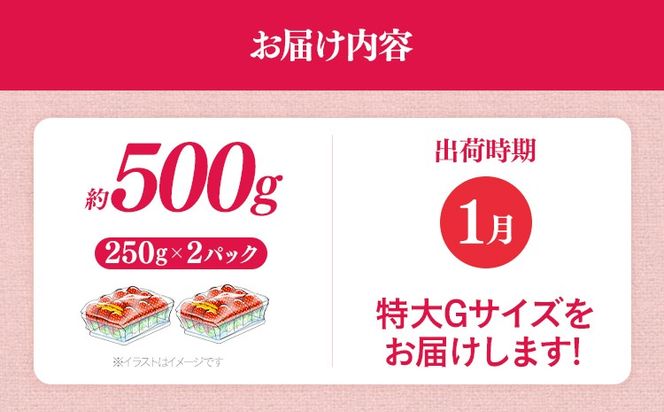 福岡県産 あまおう 500g （250g×2パック） いちご 1月中発送 いちご 苺 フルーツ 果物 くだもの 大粒Gサイズ グランデ 農家直送 大粒 不揃い 福岡県 福岡 九州 グルメ お取り寄せ