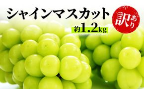 訳あり シャインマスカット 約1.2kg 粒 柳澤果樹園 ぶどう 長野 マスカット ブドウ フルーツ 果物 シャイン 果物類 