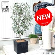 オリーブ（自然樹形） 黒色 ファイバー キューブ型 陶器鉢 1鉢 【ココファイバー】 軽量 FIBER CLAY（ファイバークレイ） 阿利襪 阿列布 橄欖 オリーブの樹 オリーブの木 Olea europaea L.Olive