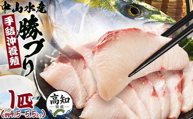 ブリ 1匹(4.5kg～5.5kg) 【期間限定】中山水産 手結沖養殖「勝ブリ」 ny-0014