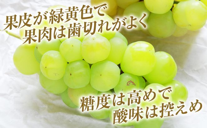 瀬戸ジャイアンツ 約2kg 3～5房 ぶどう 葡萄 フルーツ 岡山 高梁市産 2026年 先行予約 果物類 果物 