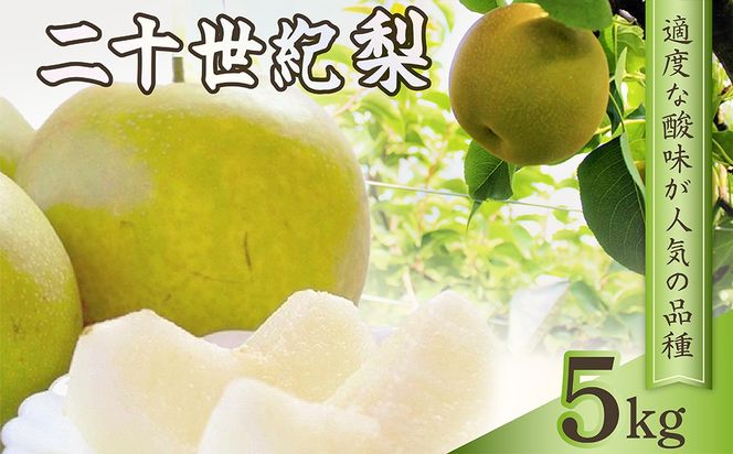 梨 二十世紀梨 約5kg（13玉前後） 国産 期間限定 デザート 甘い ジューシー ふるさと 納税 梨 なし ナシ 5kg 先行予約 ふるさと 納税 フルーツ くだもの 青梨　TO00133