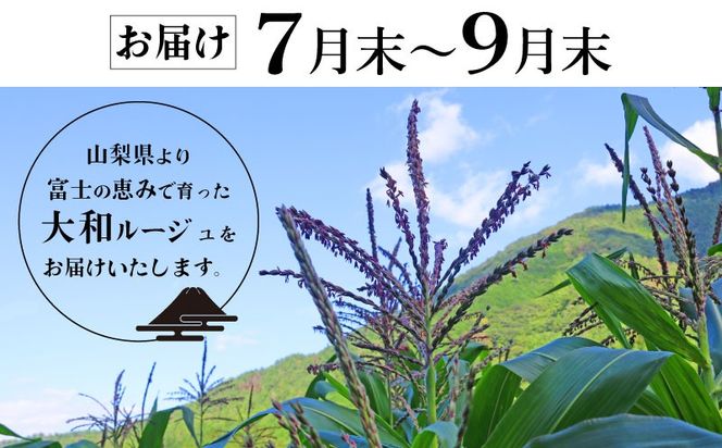GN002【ふるさと納税】【2026年先行予約】山梨県都留市産 紅いスイートコーン 大和ルージュ｜希少な赤いとうもろこし 甘い スイートコーン トウモロコシ 産地直送 送料無料【浅田農園】　