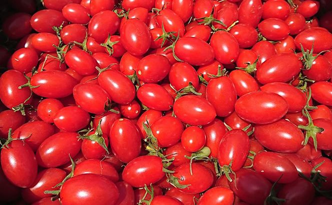 8月発送開始[先行受付] 超完熟ミニトマト【アイコ】1kg 栽培期間中 農薬・除草剤不使用 サイズ混載 トマト ミニトマト アイコ 野菜 北海道 仁木町 [アイコファーム] 