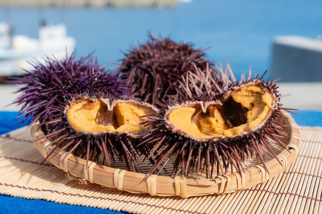 【先行予約】【数量/期間限定】三崎の赤ウニ（塩水パック） 約80g ※北海道・東北地方・沖縄・離島への配送不可（2026年8月上旬より順次発送） IKTJ017