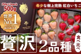 【完熟クラフト苺BERRY】有名シェフ御用達【紅白いちご】樹上完熟よつぼし・淡雪 約500g（出荷2025年12月上旬～2026年5月下旬）yuji0002