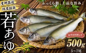 若あゆ（冷蔵配送）500g（5尾～7尾）OGATA養殖技術研究所 南紀白浜 304018_FA02