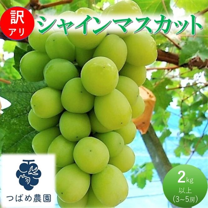 2026年 早期受付 ぶどう 訳あり シャインマスカット 2kg以上(3～5房) 数量限定 岡山県 高梁市産