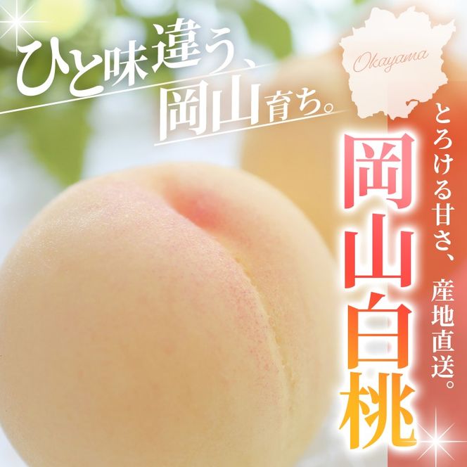 【2026年先行予約】 岡山白桃 3.6kg 訳アリ 白桃 花田青果【6月下旬～7月下旬まで順次発送予定】/ 桃 もも モモ 果物フルーツ 訳あり品 岡山県【hnds004】