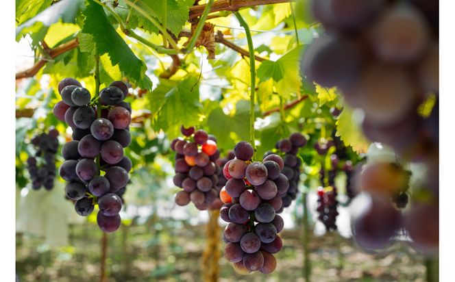 【テレビで紹介】愛知 知多コーラ-ぶどう-　ぶどうのクラフトコーラ 240ml 1本 コーラ シロップ 飲料 ドリンク 炭酸割り ソーダ割り ミルク割り お酒 アイス アレンジ可能 相性抜群 愛知県産 ぶどう 人気 おすすめ 大府市 232238_DJ005