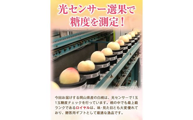 【2025年出荷先行予約】岡山の白桃 等級 ロイヤル 約1.5kg(5～6玉) 清水白桃 おかやま夢白桃 白鳳 白麗 なつおとめ 晴れの国 岡山農業協同組合 鴨方支店 《2025年7月上旬-8月下旬頃出荷》岡山県 浅口市 岡山県産 白桃 桃 もも 果物 フルーツ ギフト ご贈答 送料無料【配送不可地域あり】---124_c808_7j8g_24_26000_1500r---