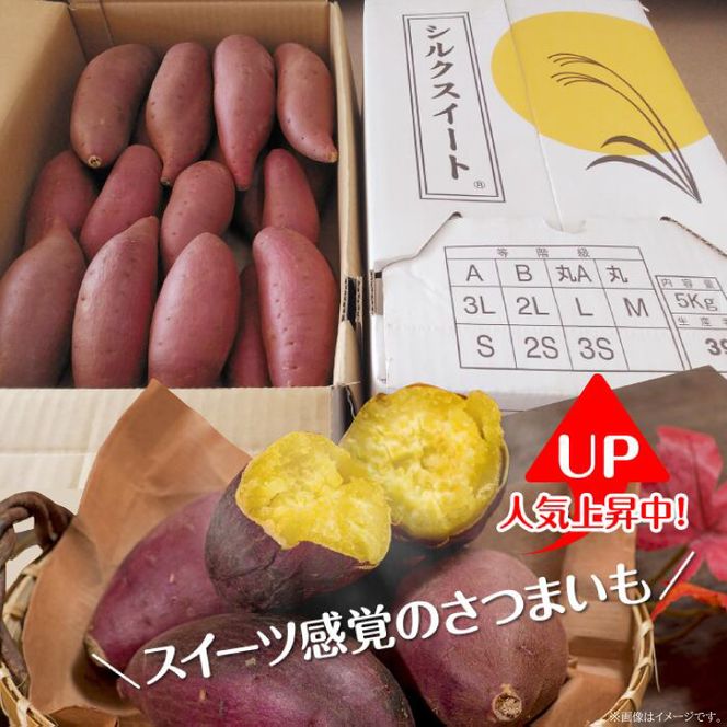 【先行予約】【2026年11月より順次発送開始】【訳あり】さつまいも　シルクスイート 約10kg｜さつまいも 芋 お芋 わけあり 訳あり シルクスイート タネのハシモト 茨城県 行方市(BS-22)