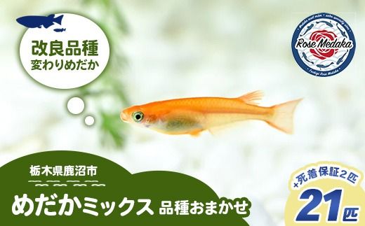 めだかさんミックス 計23匹（21匹＋死着保証2匹）（品種おまかせ） ｜ めだか メダカ 改良 飼育 生体 観賞魚 魚 ペット おまかせ ミックス ※2026年4月上旬～10月下旬頃に順次発送予定 ※北海道・沖縄・離島への配送不可
