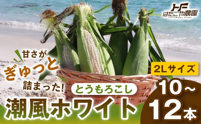 ［2027年発送 先行予約 夏の味覚］潮風ホワイト 2Lサイズ 10～12本 とうもろこし トウモロコシ 白 コーン とうもろこし BBQ 焼き肉 白浜町 304018_ET02