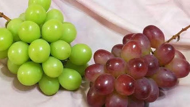 【定期便】ぶどう 品種ランダム3房セット【2026年8月から3か月連続で発送】（茨城県共通返礼品 [ぶどう]：結城市産） ブドウ 葡萄 果物 フルーツ 茨城県産 [BI433-NT]